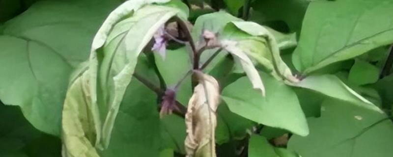茄子青枯病如何预防，尽量不与茄科蔬菜连作