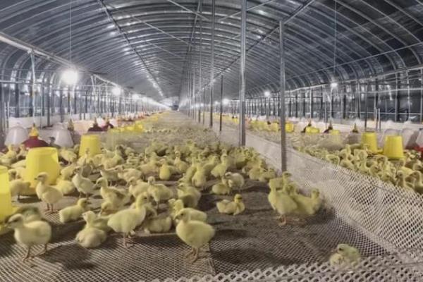 鹅苗如何养殖，出壳后要及早饮水