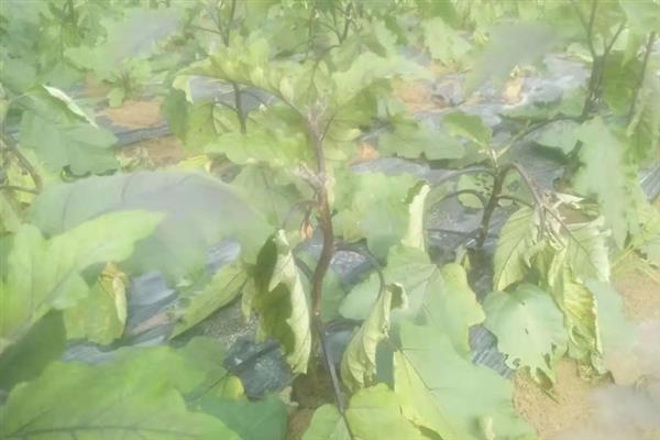 茄子青枯病如何预防，尽量不与茄科蔬菜连作