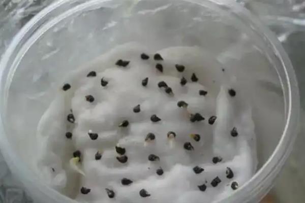 茄子青枯病如何预防，尽量不与茄科蔬菜连作