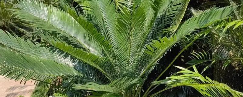 苏铁是不是裸子植物，属于裸子植物类也是最古老的种子植物