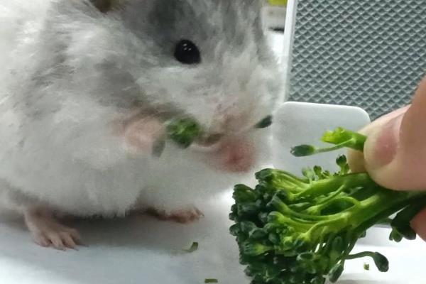 兔子能吃西红柿吗，只能偶尔少量喂食