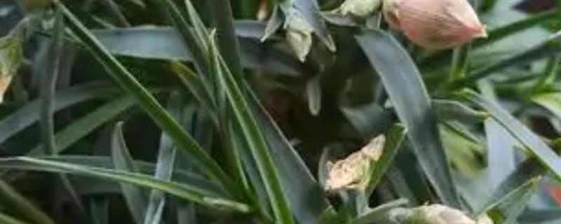 新买的康乃馨盆栽蔫了的原因，可能是环境不适所致