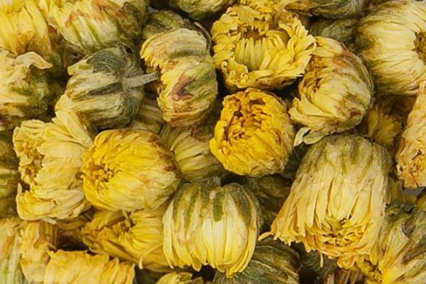 泡菊花茶放菊花的量，正常情况下放5-6朵