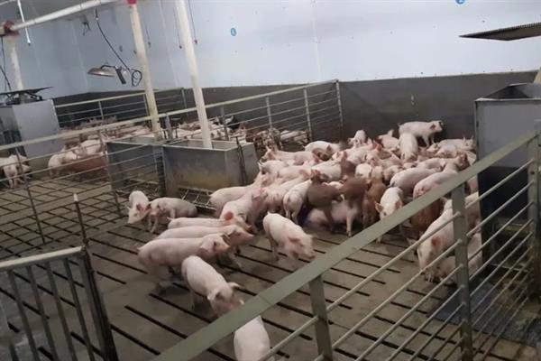 猪舍如何建造，要使用隔热材料