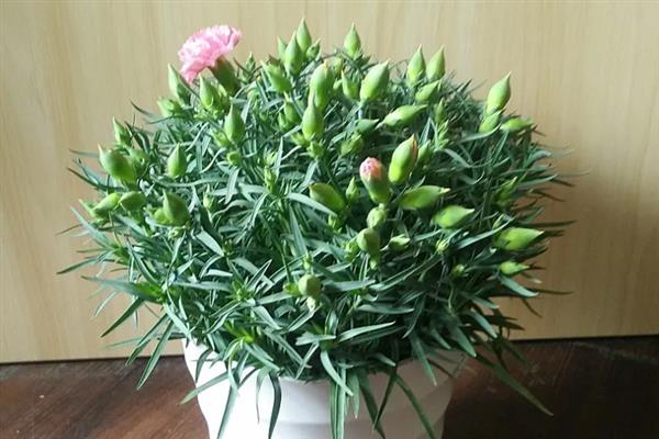 新买的康乃馨盆栽蔫了的原因，可能是环境不适所致
