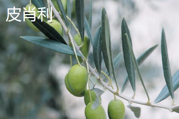 油橄榄有哪些品种，常见的有佛奥、皮肖利、莱星等