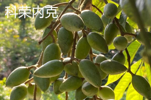 油橄榄有哪些品种，常见的有佛奥、皮肖利、莱星等
