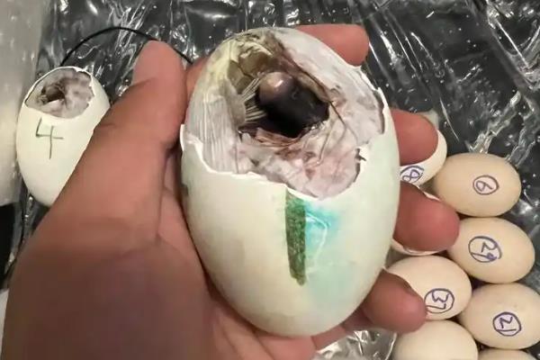鹅蛋怎样人工孵化，尽量要选择大小相同的