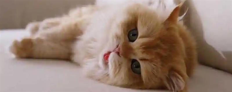 猫咪耳螨的治疗方法，使用舒耳乐之后再擦净耳道