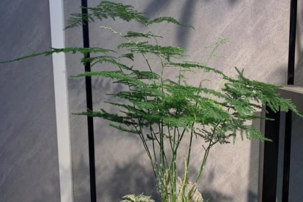 客厅适合养什么植物，推荐兰花、君子兰、鸿运当头等