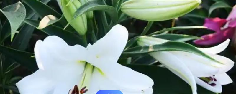 百合的香味是不是慢性毒药，属于无毒植物但长期闻花香会感到兴奋