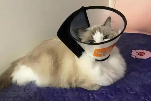 猫咪耳螨的治疗方法，使用舒耳乐之后再擦净耳道