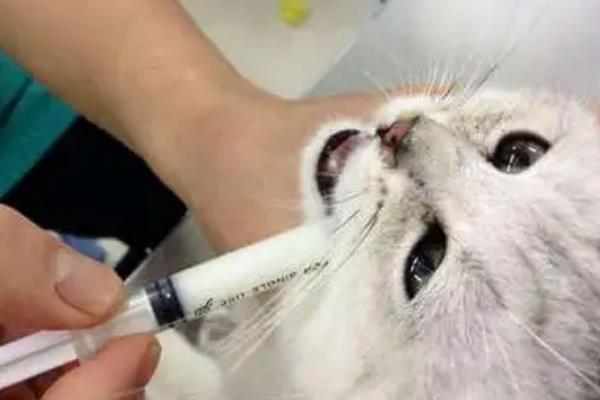 猫咪耳螨的治疗方法，使用舒耳乐之后再擦净耳道