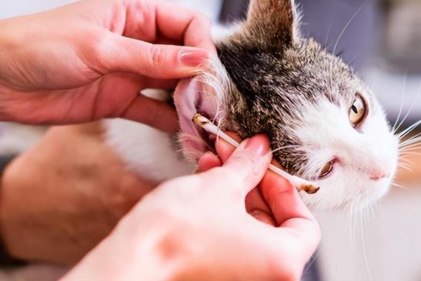 猫咪耳螨的治疗方法，使用舒耳乐之后再擦净耳道