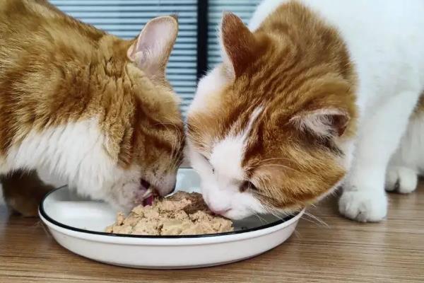 猫咪耳螨的治疗方法，使用舒耳乐之后再擦净耳道