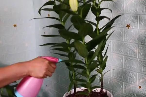 百合的香味是不是慢性毒药，属于无毒植物但长期闻花香会感到兴奋
