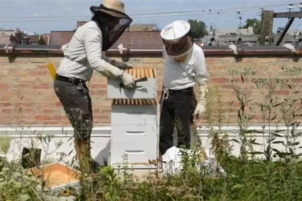 楼顶养蜂夏天温度高如何解决，可以安装吹风机驱热
