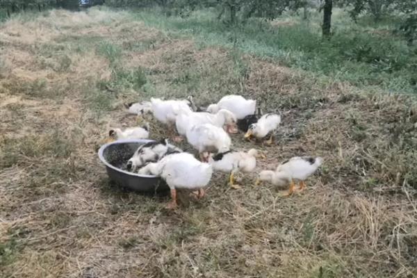 小鹅流鼻涕甩头怎么办，普通感冒可用磺胺类抗生素拌料饲喂
