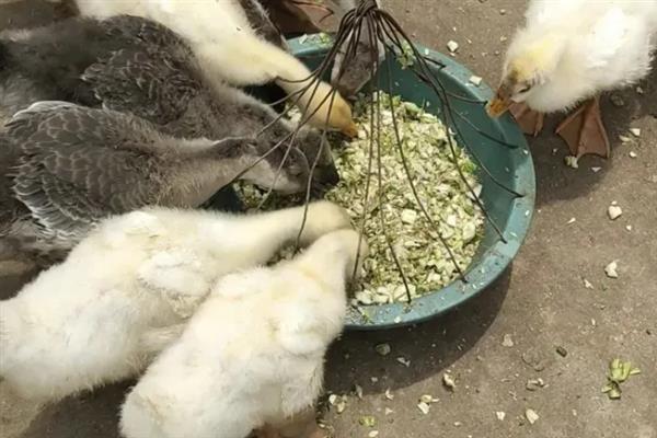 小鹅流鼻涕甩头怎么办，普通感冒可用磺胺类抗生素拌料饲喂
