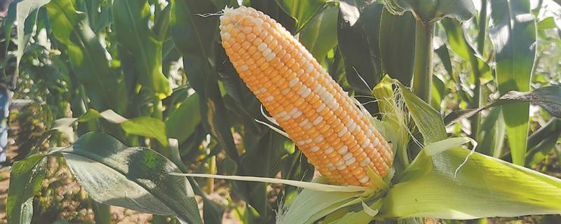 乐盈818玉米品种的特征特性，从出苗到成熟需要126天左右