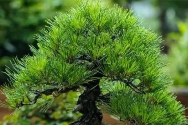 松树有什么特点，可在寒冷的环境中存活