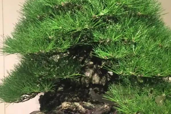 松树有什么特点，可在寒冷的环境中存活