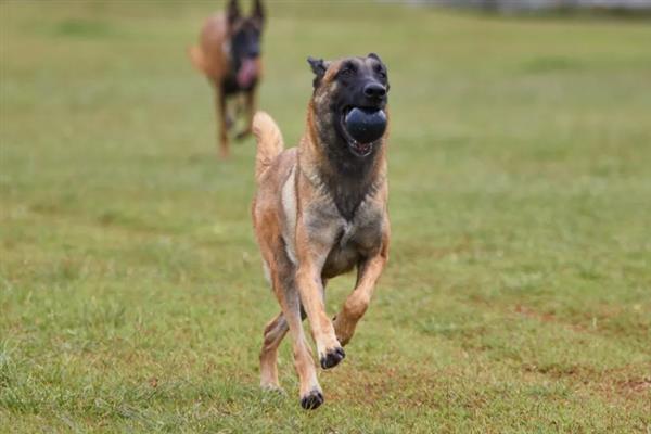 马里努阿犬的价格，幼犬和成犬价格不一