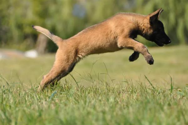 马里努阿犬的价格，幼犬和成犬价格不一