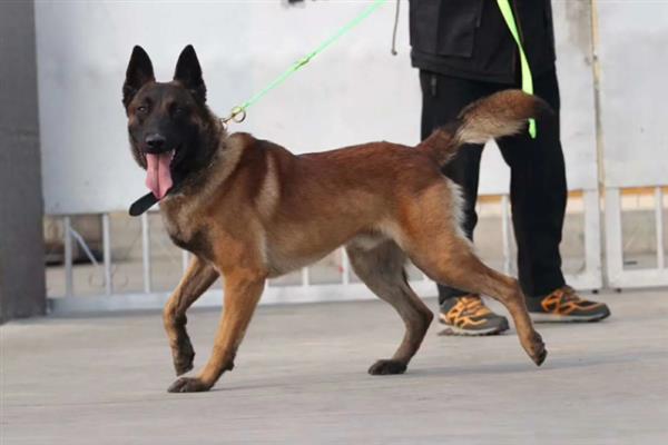 马里努阿犬的价格，幼犬和成犬价格不一