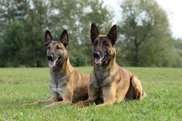 马里努阿犬的价格，幼犬和成犬价格不一