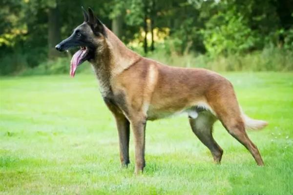 马里努阿犬的价格，幼犬和成犬价格不一
