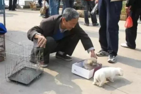 马里努阿犬的价格，幼犬和成犬价格不一