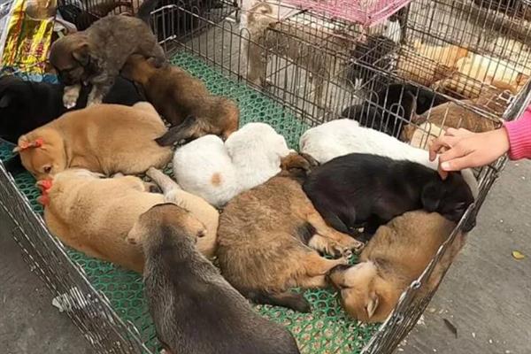 马里努阿犬的价格，幼犬和成犬价格不一