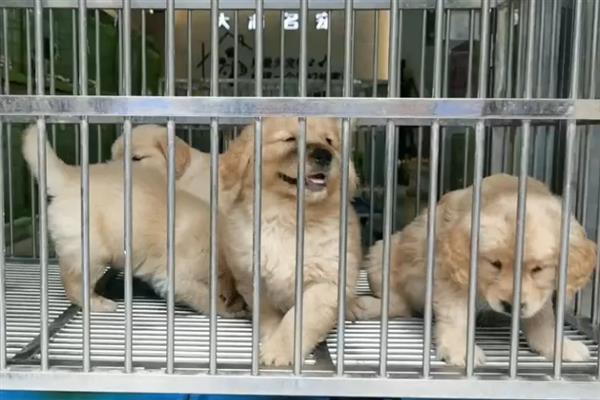 马里努阿犬的价格，幼犬和成犬价格不一