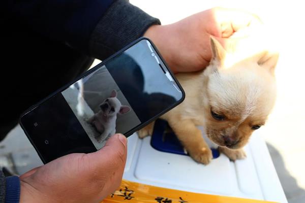马里努阿犬的价格，幼犬和成犬价格不一