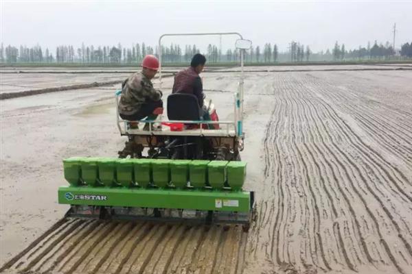 水稻什么时候插秧，日平均气温能稳定在12°C-13°C时