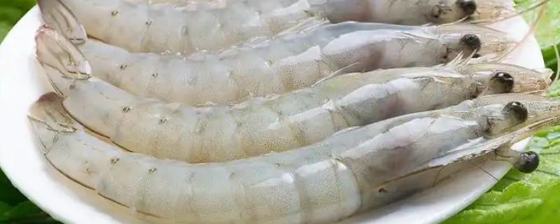 厄瓜多尔白虾简介，别称凡纳对虾、白肢虾等