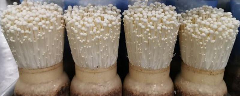 金针菇的种植方法，一年四季均可进行种植