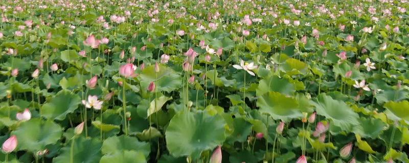 荷花的种类有哪些，常见的有古莲、千瓣莲等