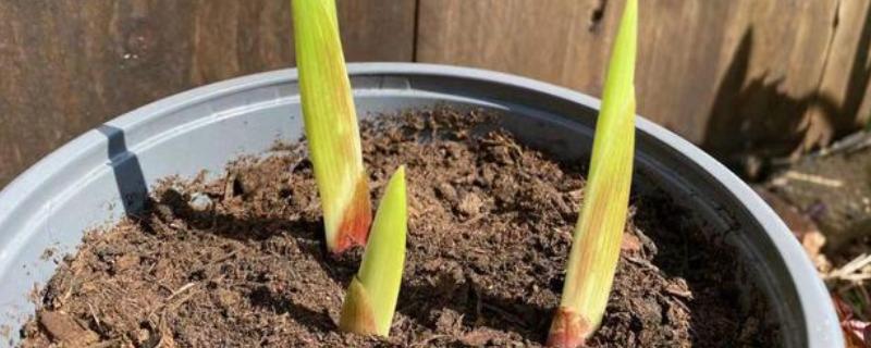 唐菖蒲种球的种植方法，首先将种球浸泡15分钟