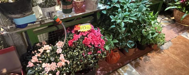 凉白开能浇花吗，凉白开可以浇花