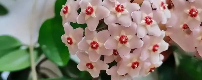 球兰有什么花语，代表青春美丽