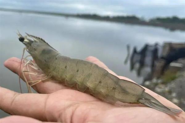 厄瓜多尔白虾简介，别称凡纳对虾、白肢虾等