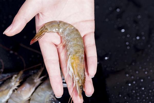 厄瓜多尔白虾简介，别称凡纳对虾、白肢虾等
