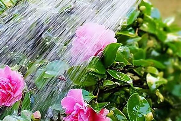 凉白开能浇花吗，凉白开可以浇花