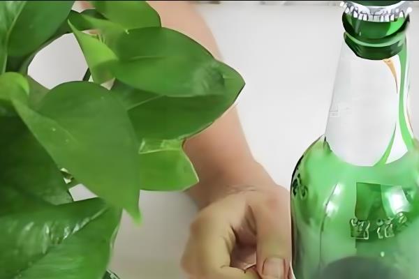 凉白开能浇花吗，凉白开可以浇花