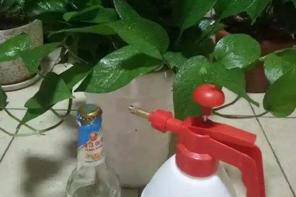 凉白开能浇花吗，凉白开可以浇花