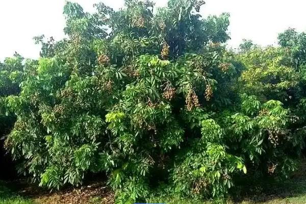 龙宫果的采摘方法，将果实整串剪下即可
