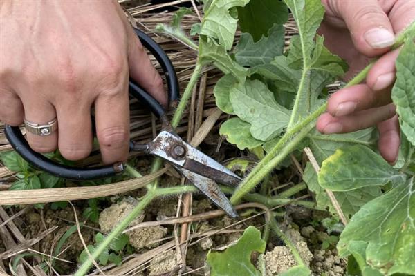 懒汉西瓜如何种植，种植前需浸种